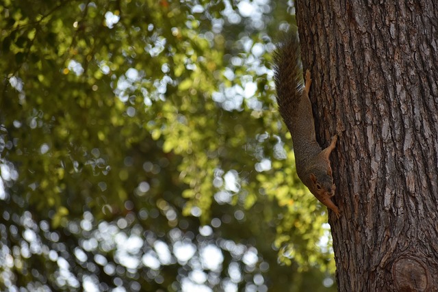和果敢的防 和果敢的防